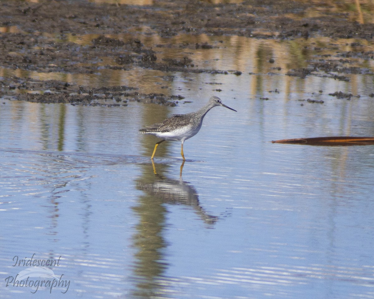 Greater Yellowlegs - ML647387219