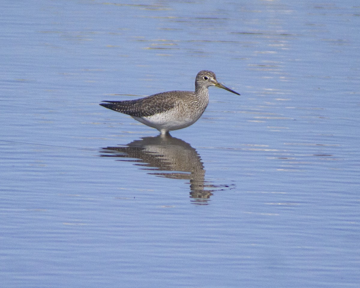 Greater Yellowlegs - ML647387220