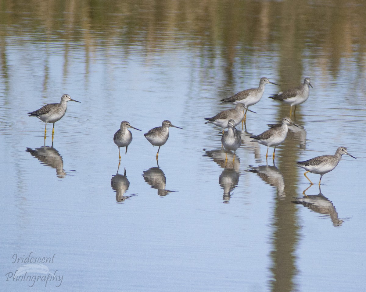 Greater Yellowlegs - ML647387221