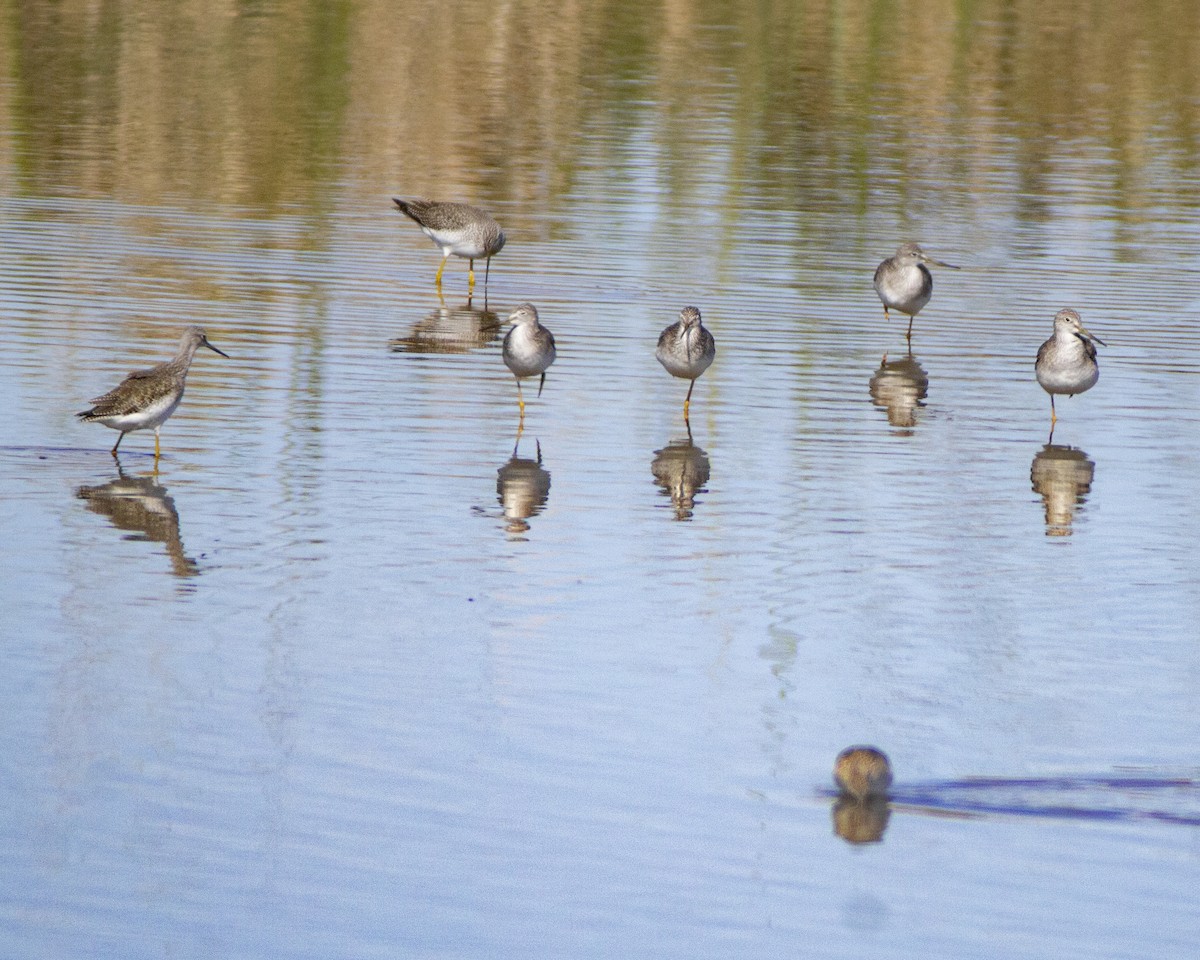 Greater Yellowlegs - ML647387222