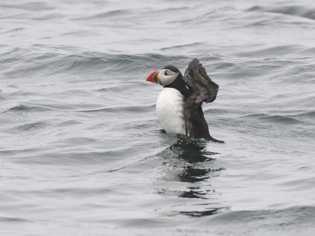 Denizpapağanı - ML647387230