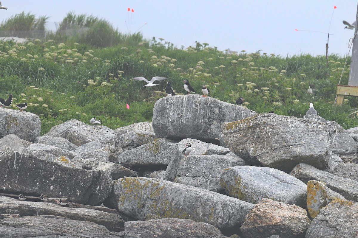 Denizpapağanı - ML647387231