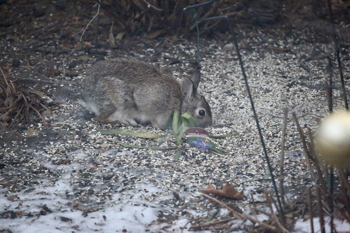 Animali - ML647387242