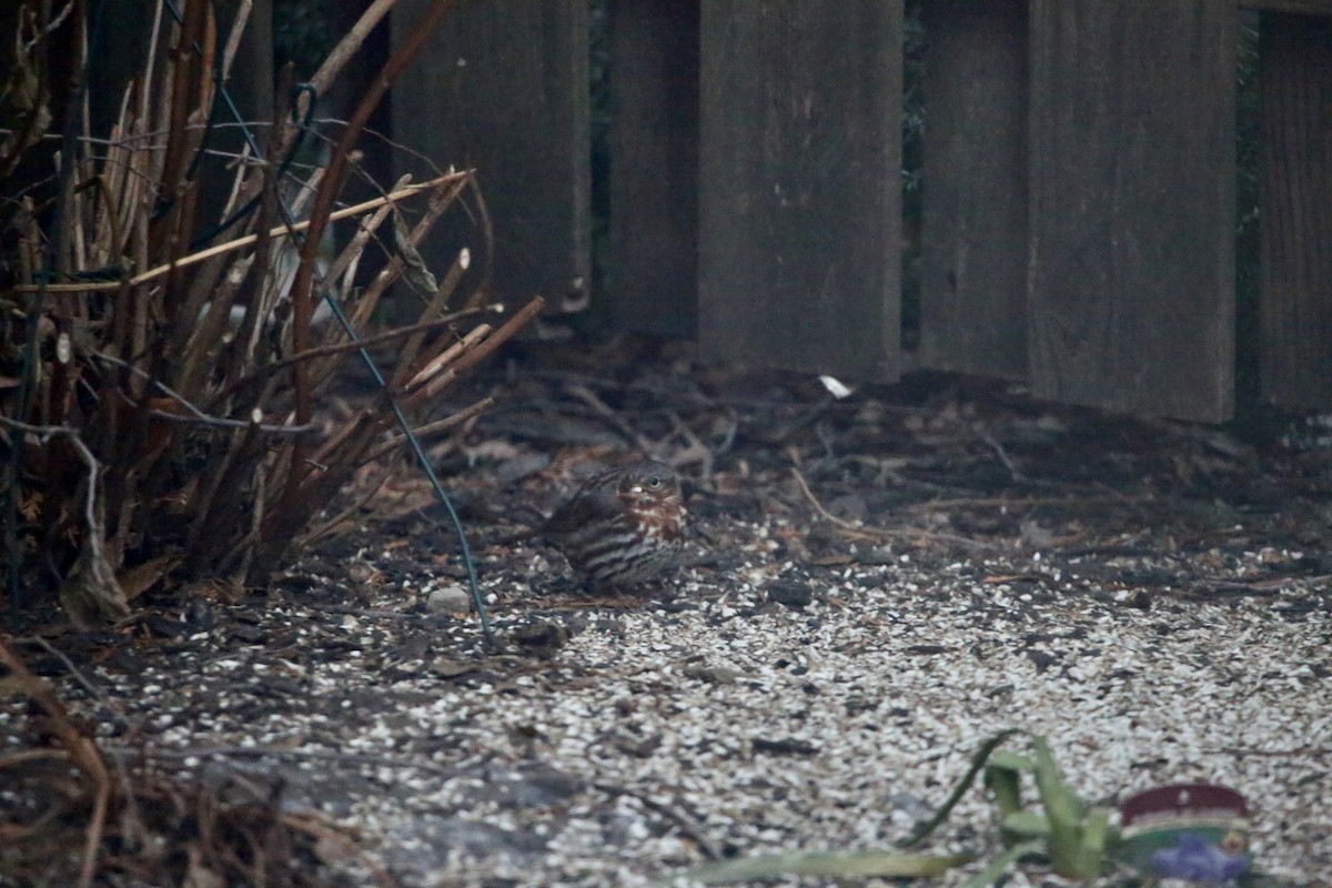 Passerella variabile - ML647387249