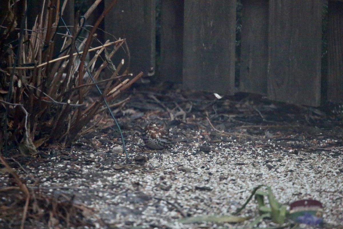 Passerella variabile - ML647387251