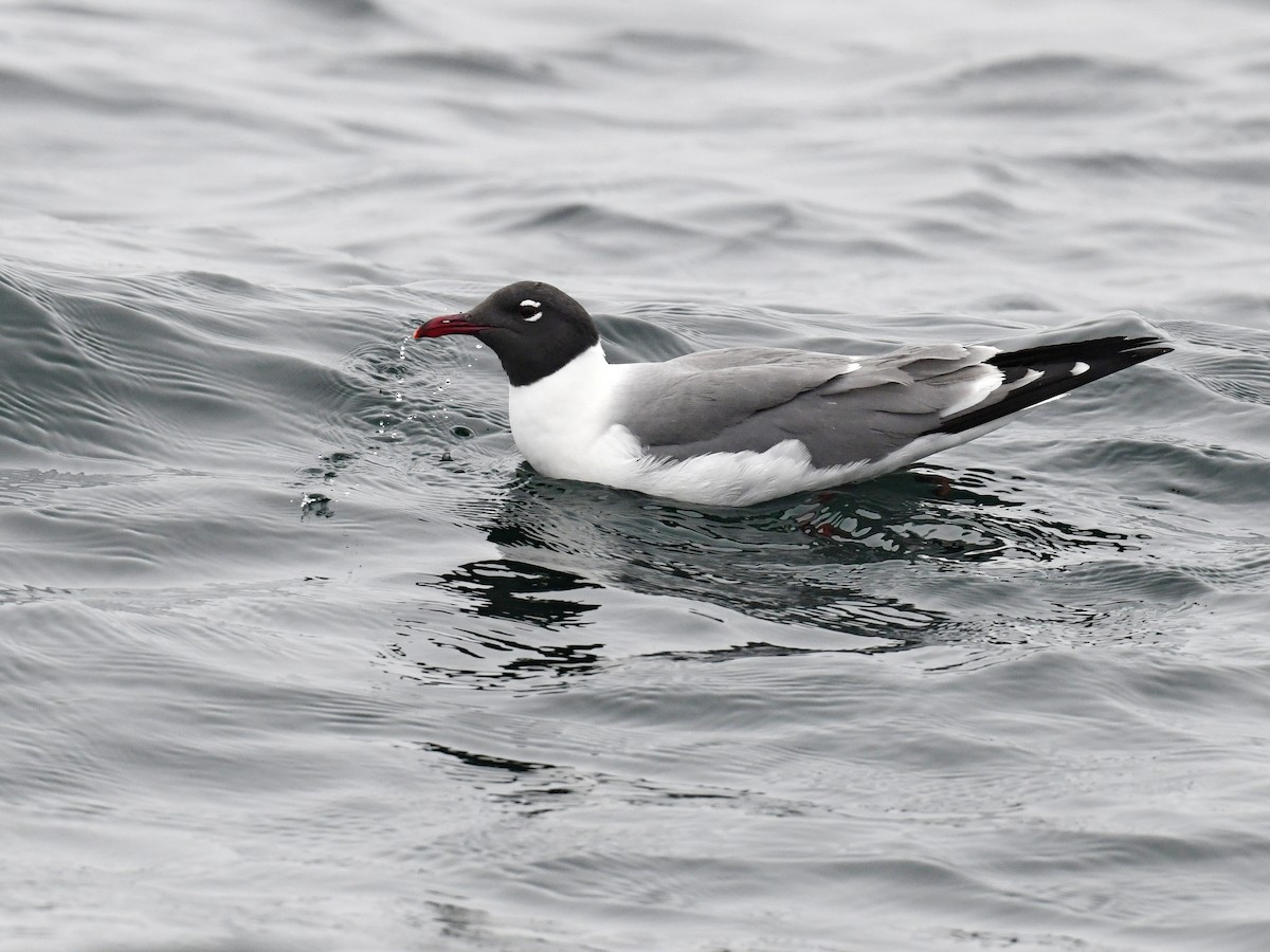 Gülen Martı - ML647387253