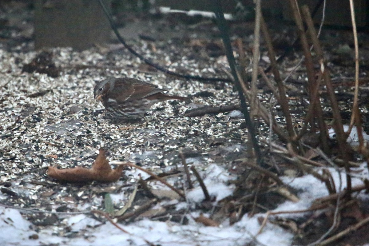 Passerella variabile - ML647387254