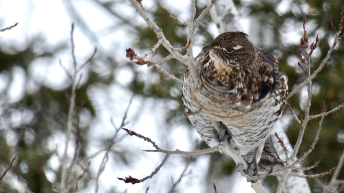 jeřábek kanadský - ML647387261