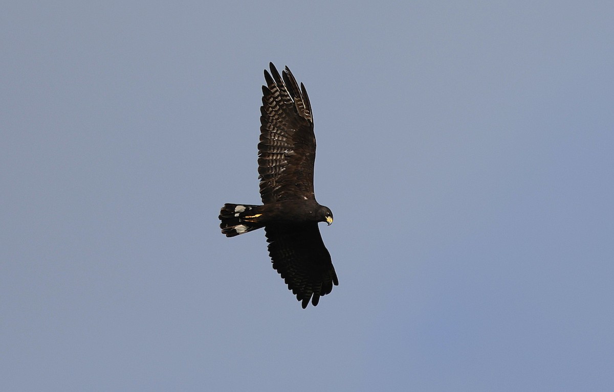 Zone-tailed Hawk - ML647387264