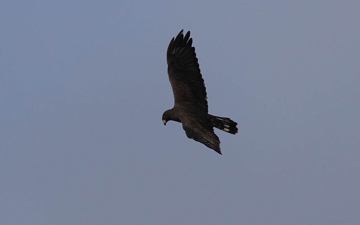 Zone-tailed Hawk - ML647387266