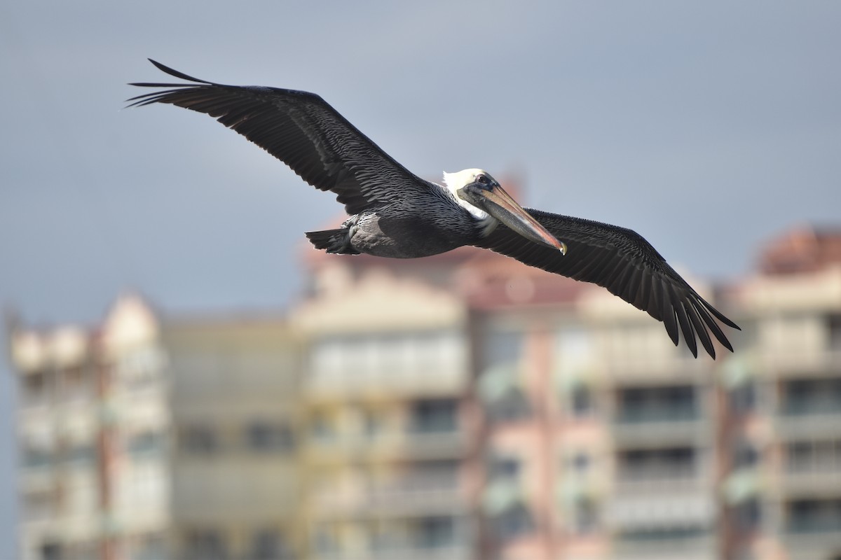 Brown Pelican - ML647387268