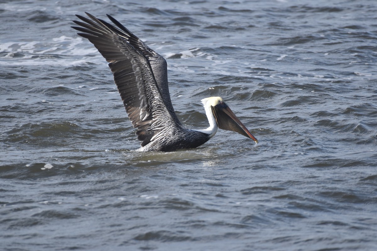 Brown Pelican - ML647387269