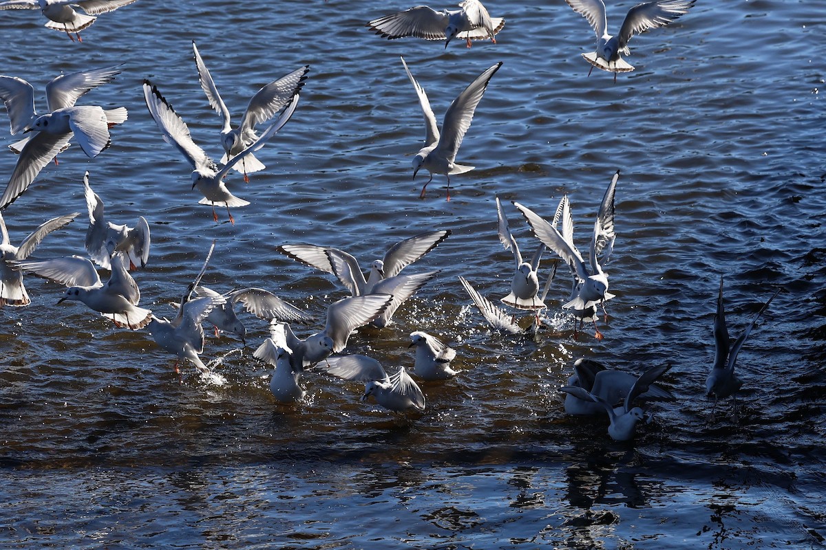 Bonaparte's Gull - ML647387270