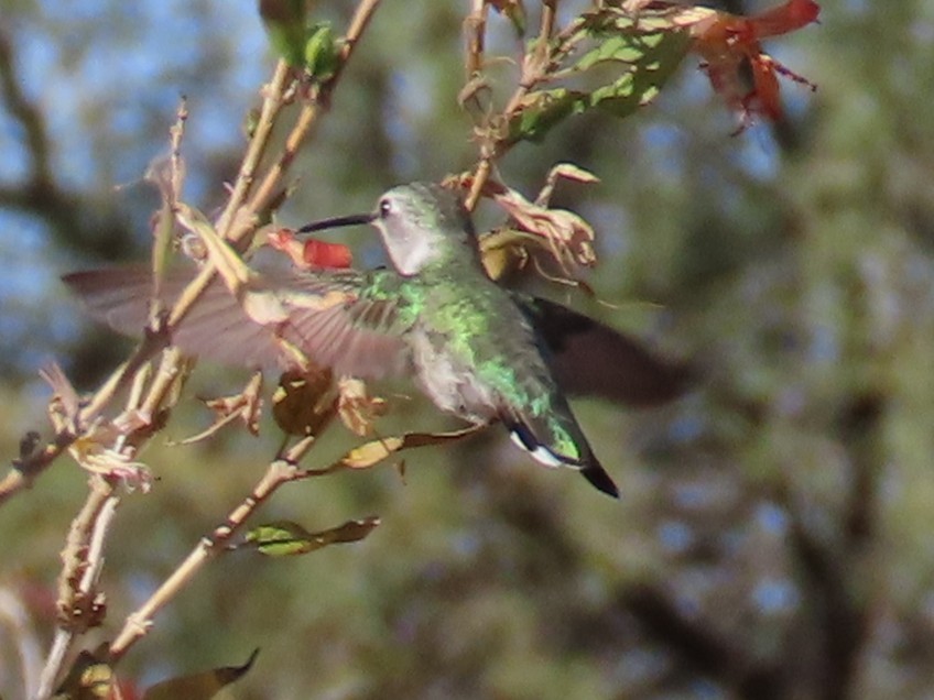 Фиалковый калипсо - ML647387272