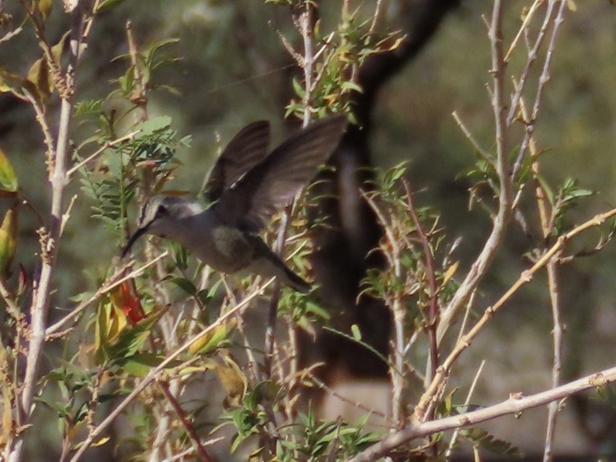 Фиалковый калипсо - ML647387273