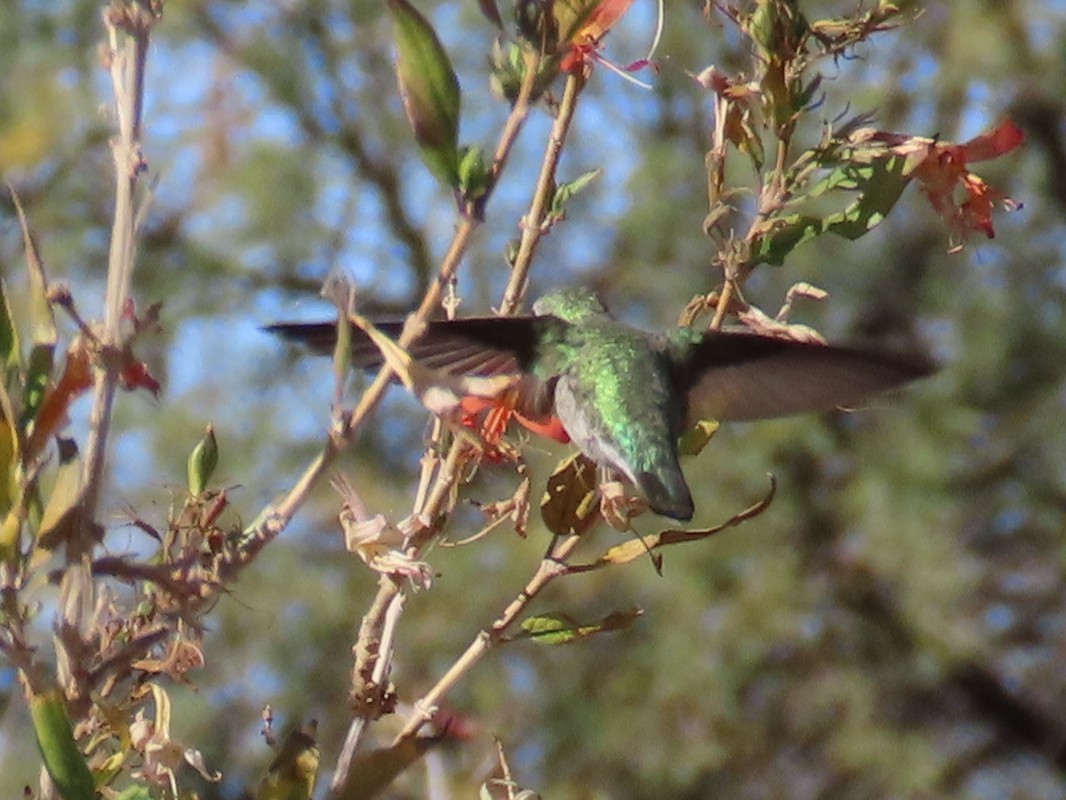 Фиалковый калипсо - ML647387274