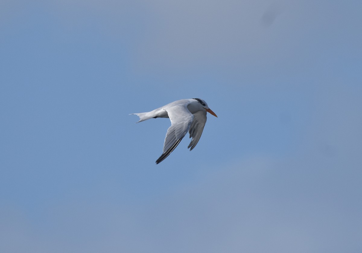 Royal Tern - ML647387277