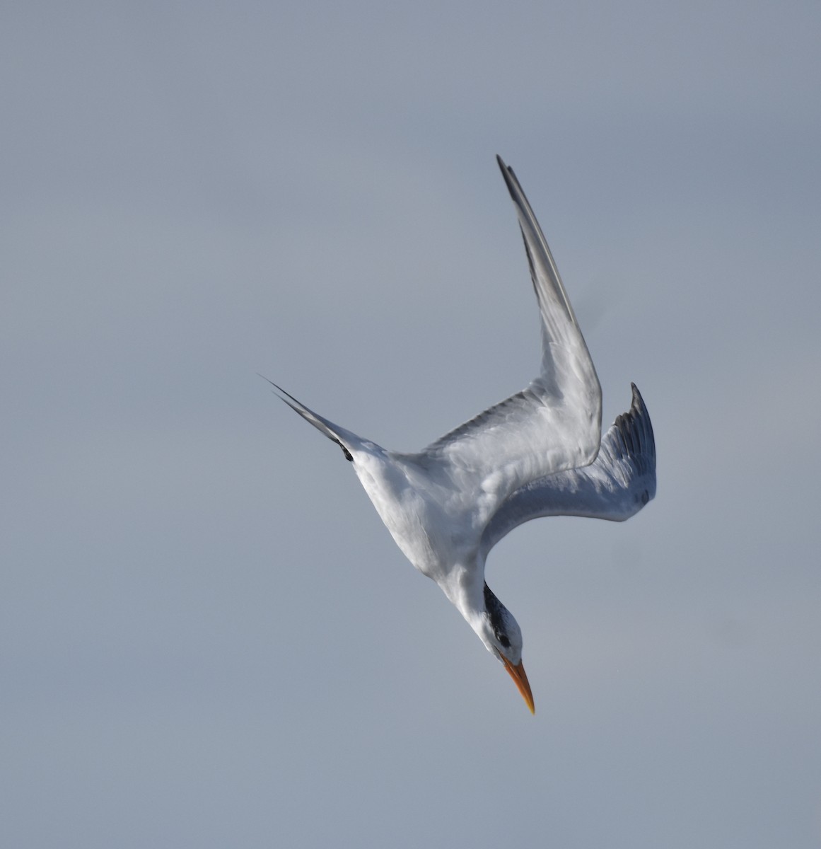Royal Tern - ML647387278