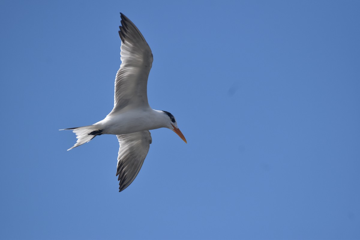 Royal Tern - ML647387282