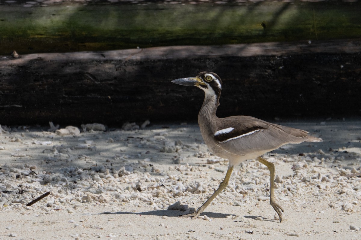Beach Thick-knee - ML647387285