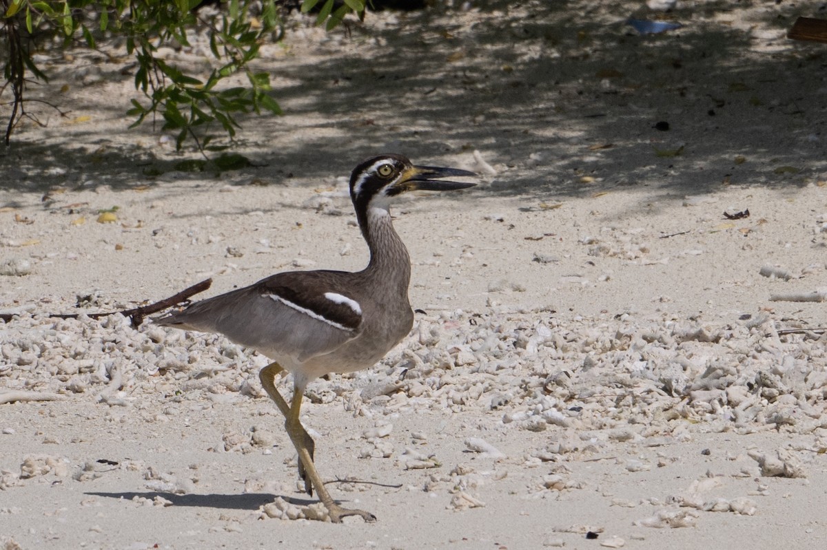 Beach Thick-knee - ML647387288