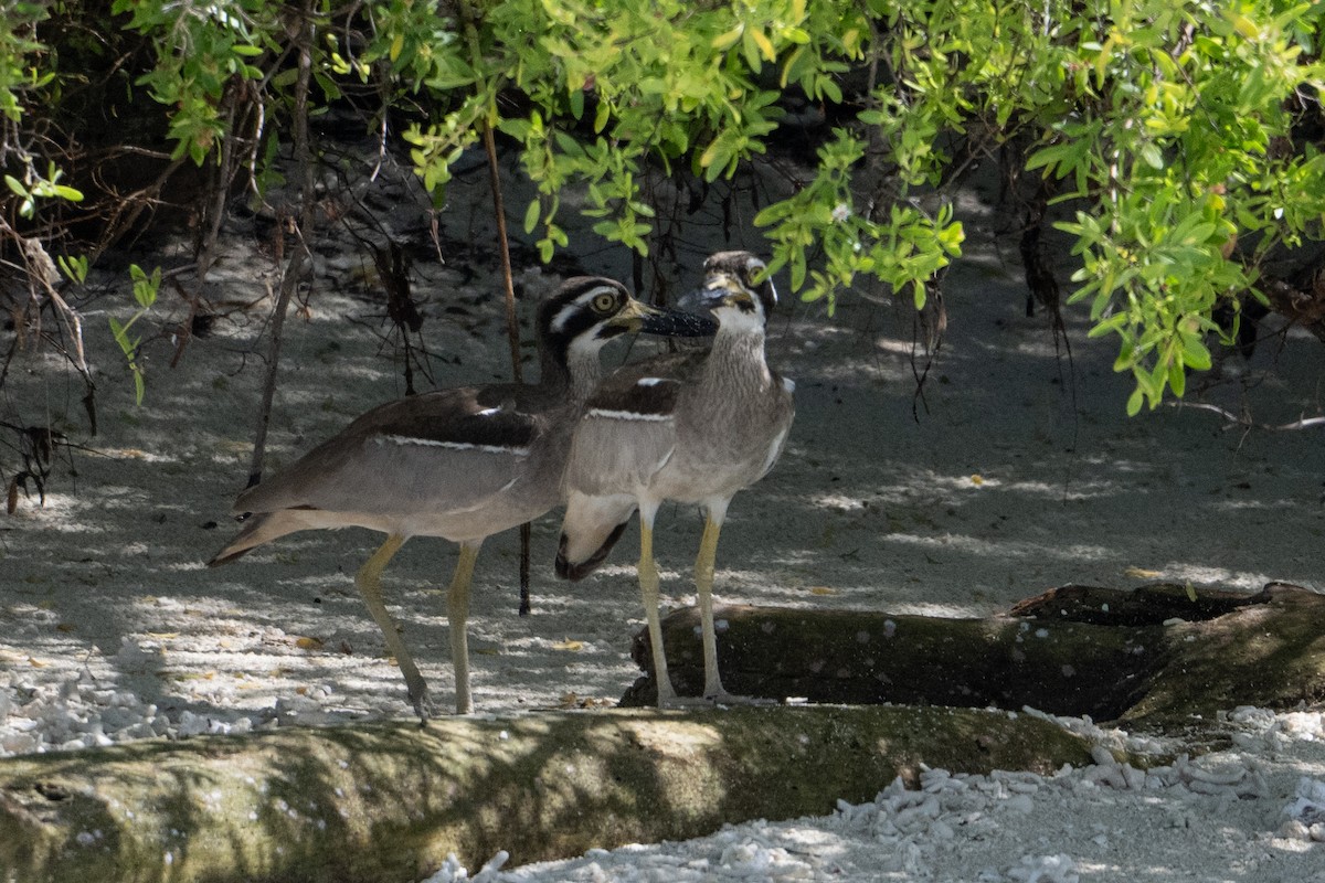 Beach Thick-knee - ML647387289