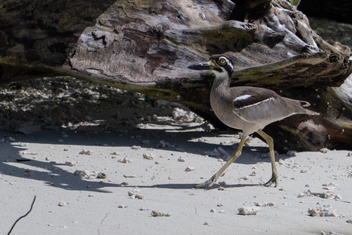 Beach Thick-knee - ML647387293
