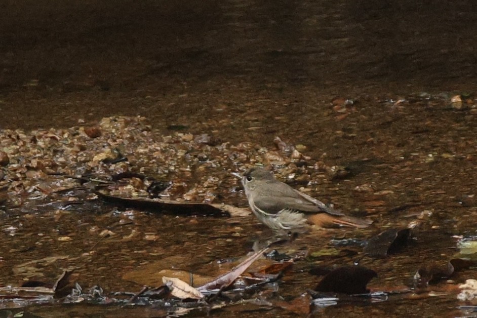 Rusty-tailed Flycatcher - ML647387295