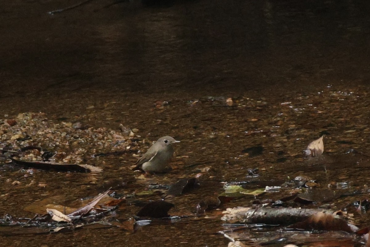 Rusty-tailed Flycatcher - ML647387296