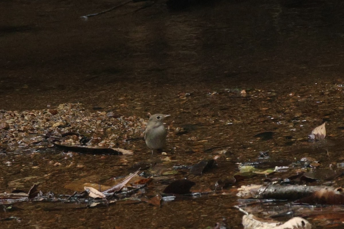 Rusty-tailed Flycatcher - ML647387297