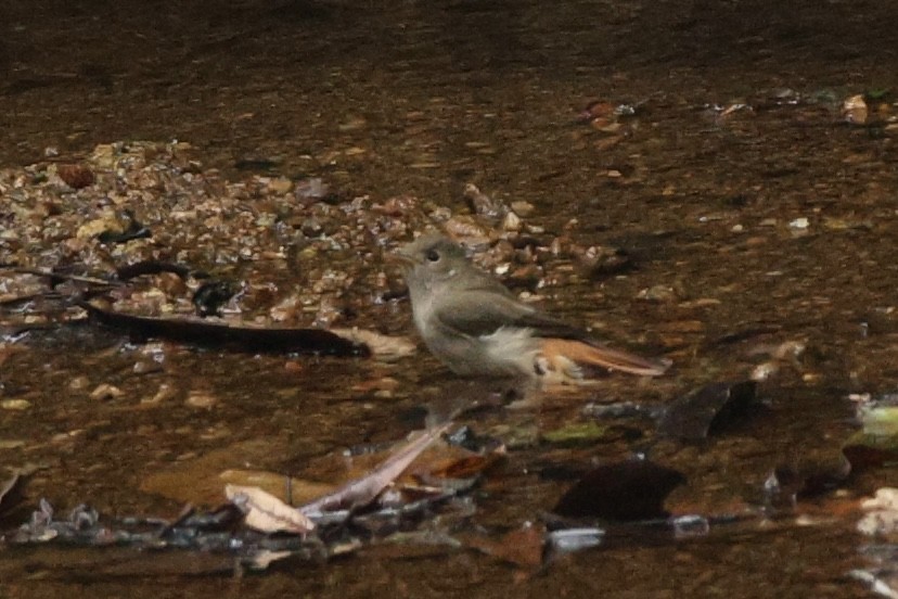Rusty-tailed Flycatcher - ML647387298