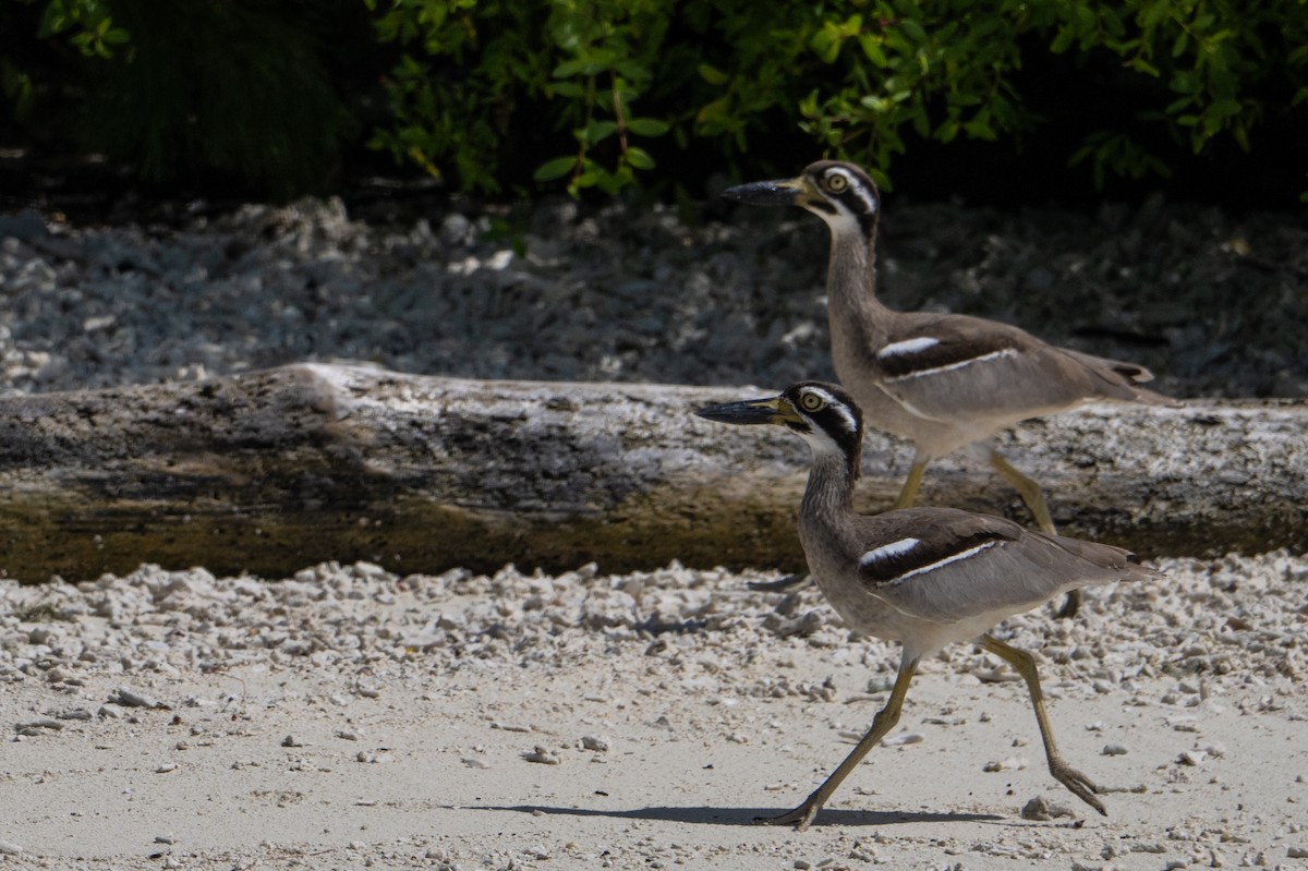 Beach Thick-knee - ML647387299