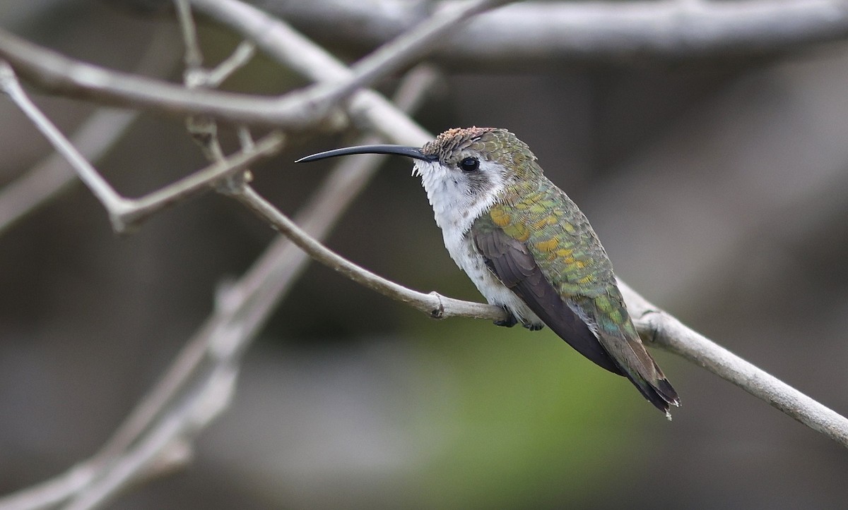 Mexican Sheartail - ML647387310