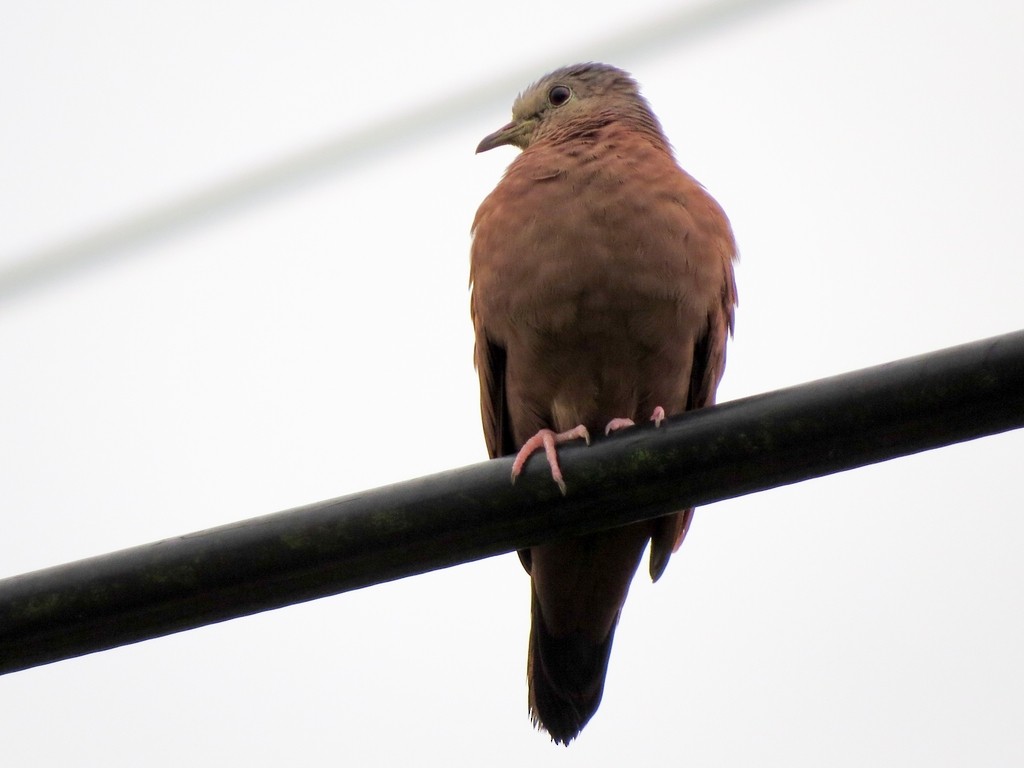 Colombe rousse - ML647387324