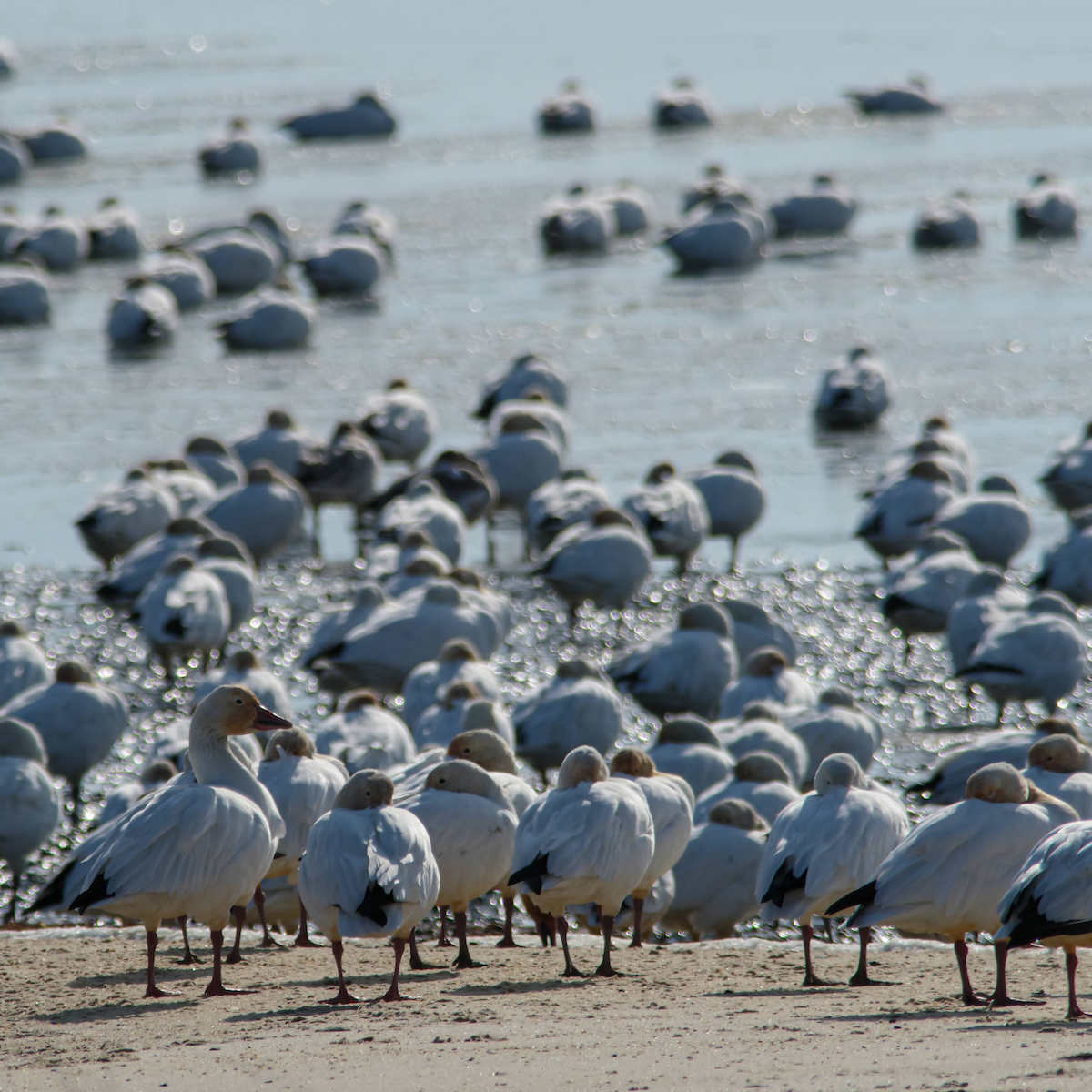 Snow Goose - ML647387327