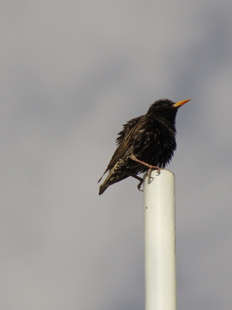 Шпак звичайний - ML647387328