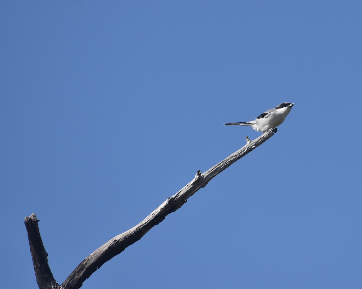 Loggerhead Shrike - ML647387341
