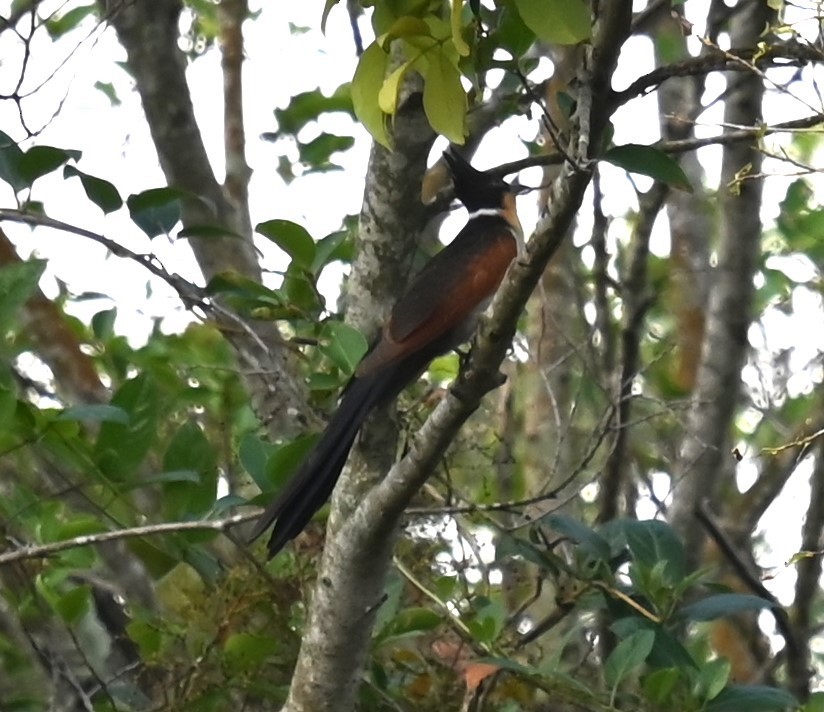 カンムリカッコウ - ML647387348