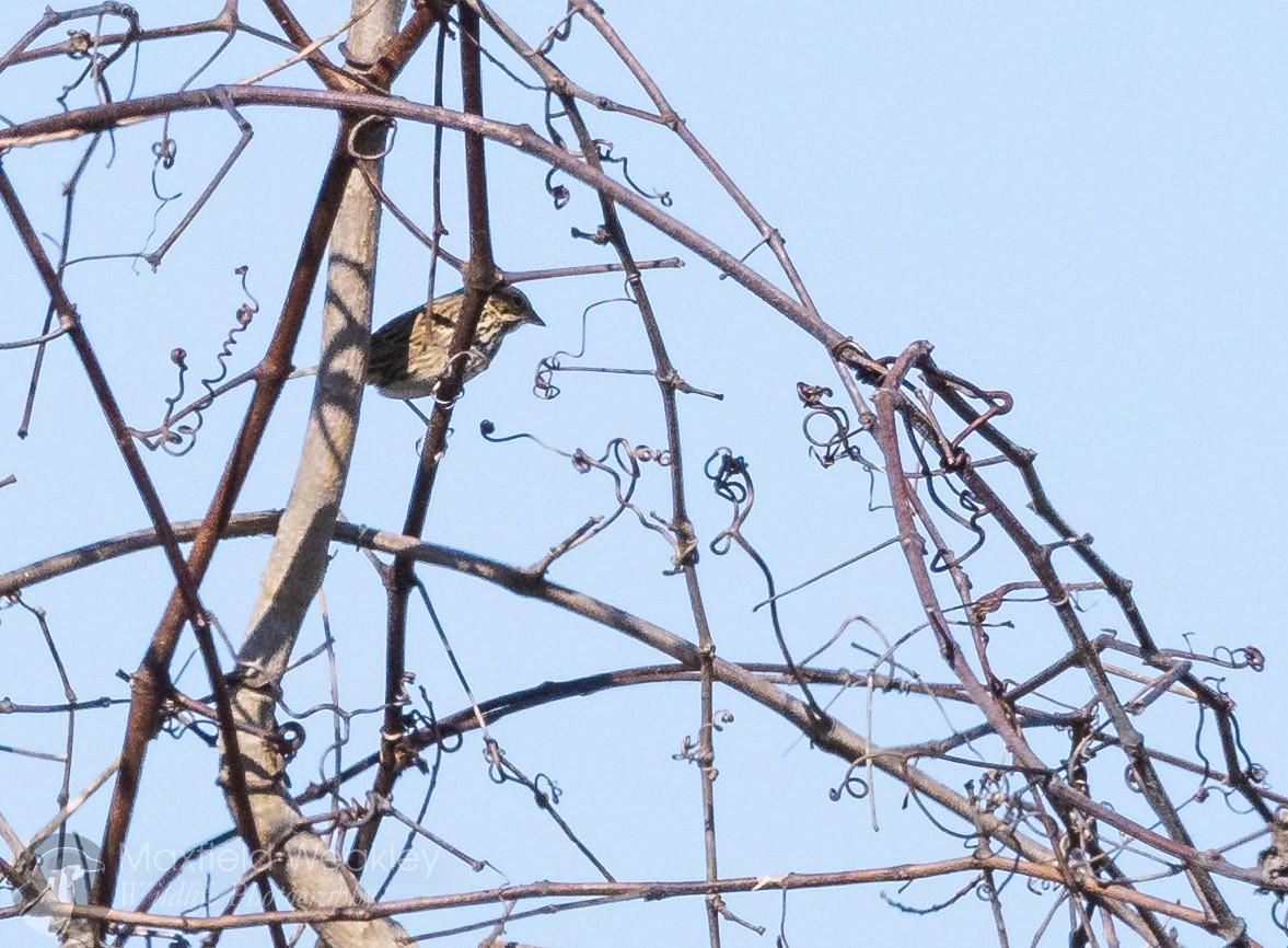 Chingolo Sabanero (grupo sandwichensis) - ML647387352