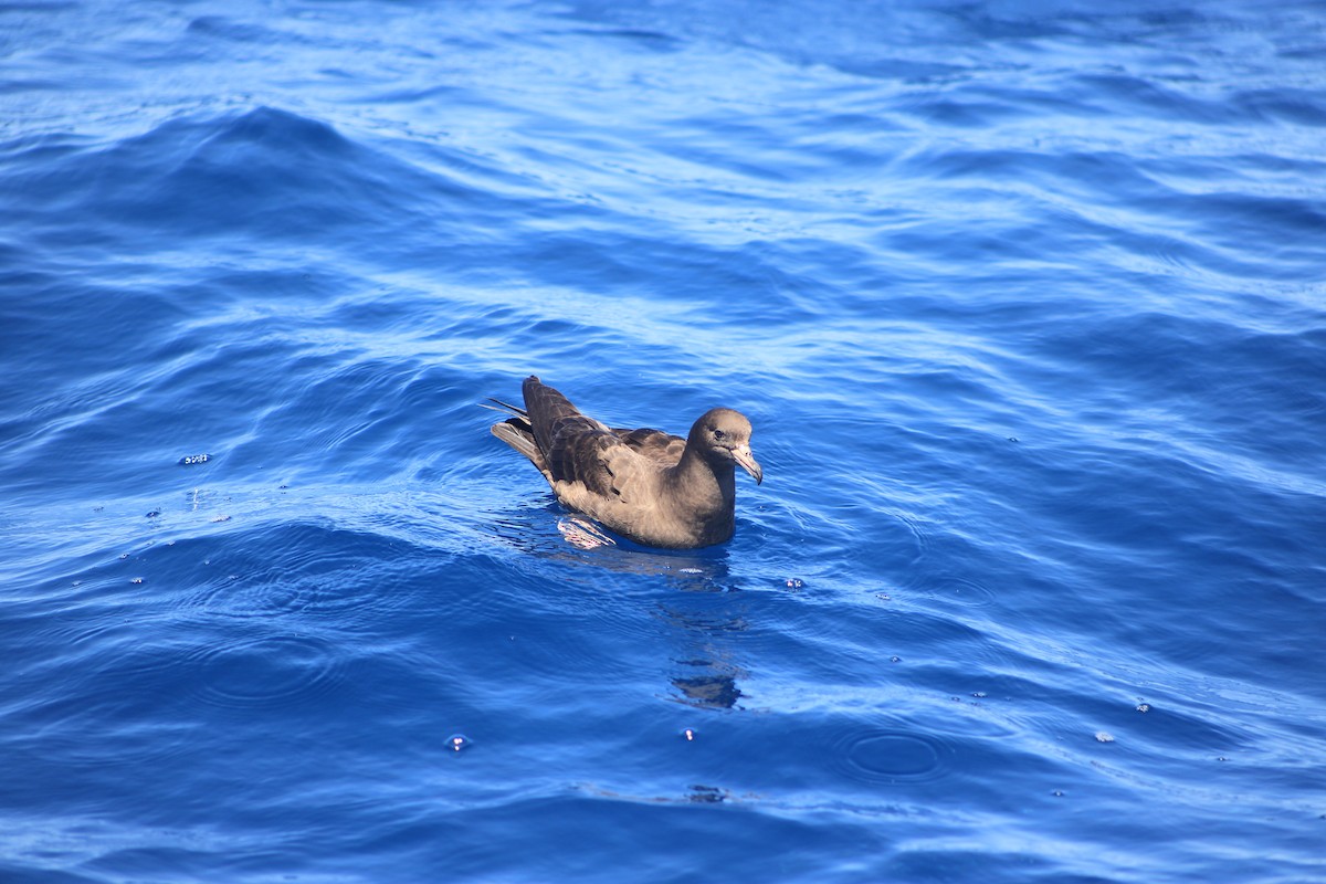 アカアシミズナギドリ - ML647387353