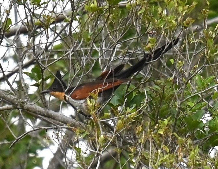 カンムリカッコウ - ML647387354