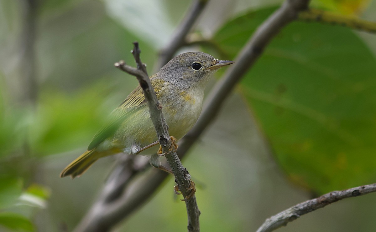 Mangrove Yellow Warbler (Mexican) - ML647387355
