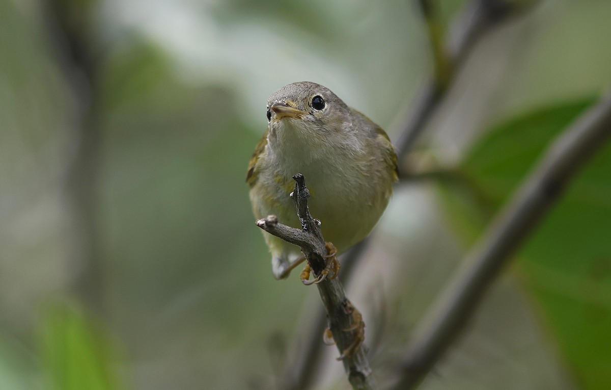 Mangrove Yellow Warbler (Mexican) - ML647387358