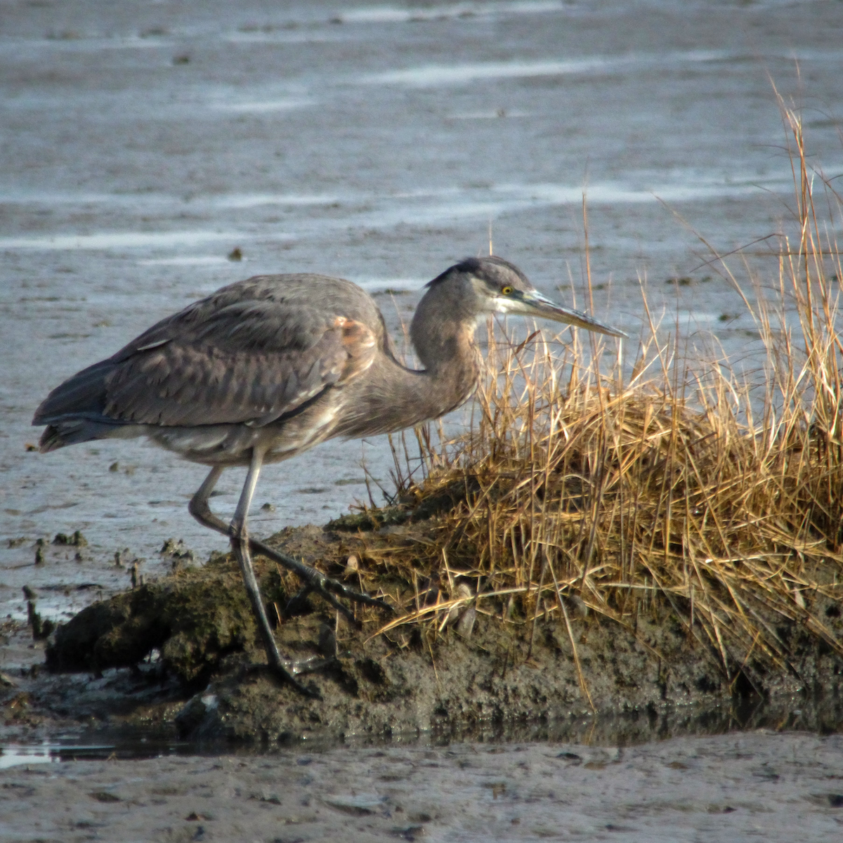Great Blue Heron - ML647387362