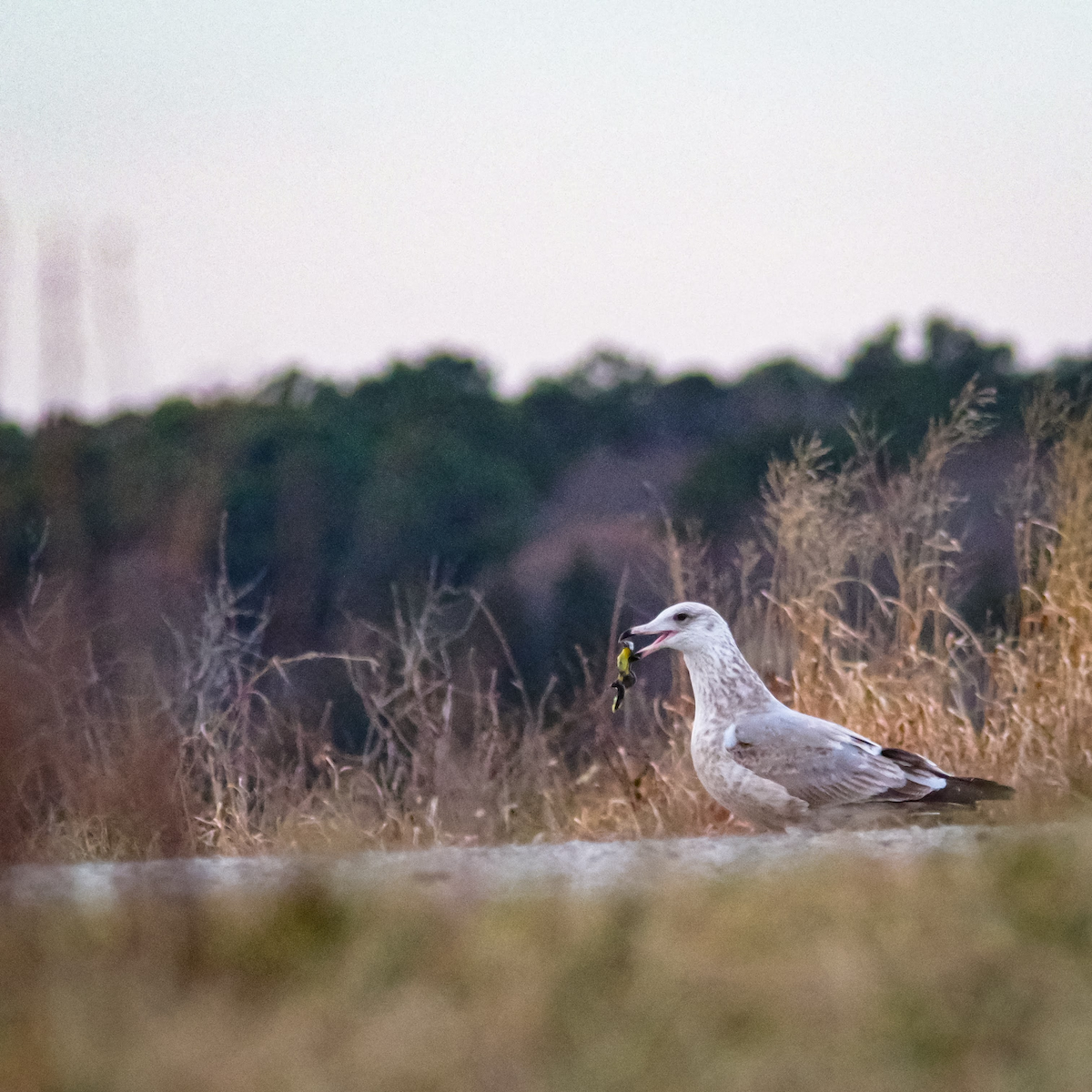 American Herring Gull - ML647387377