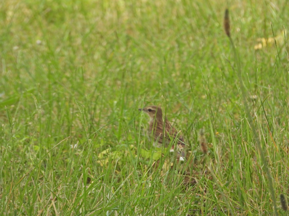 Роляк рудогузий - ML647387379