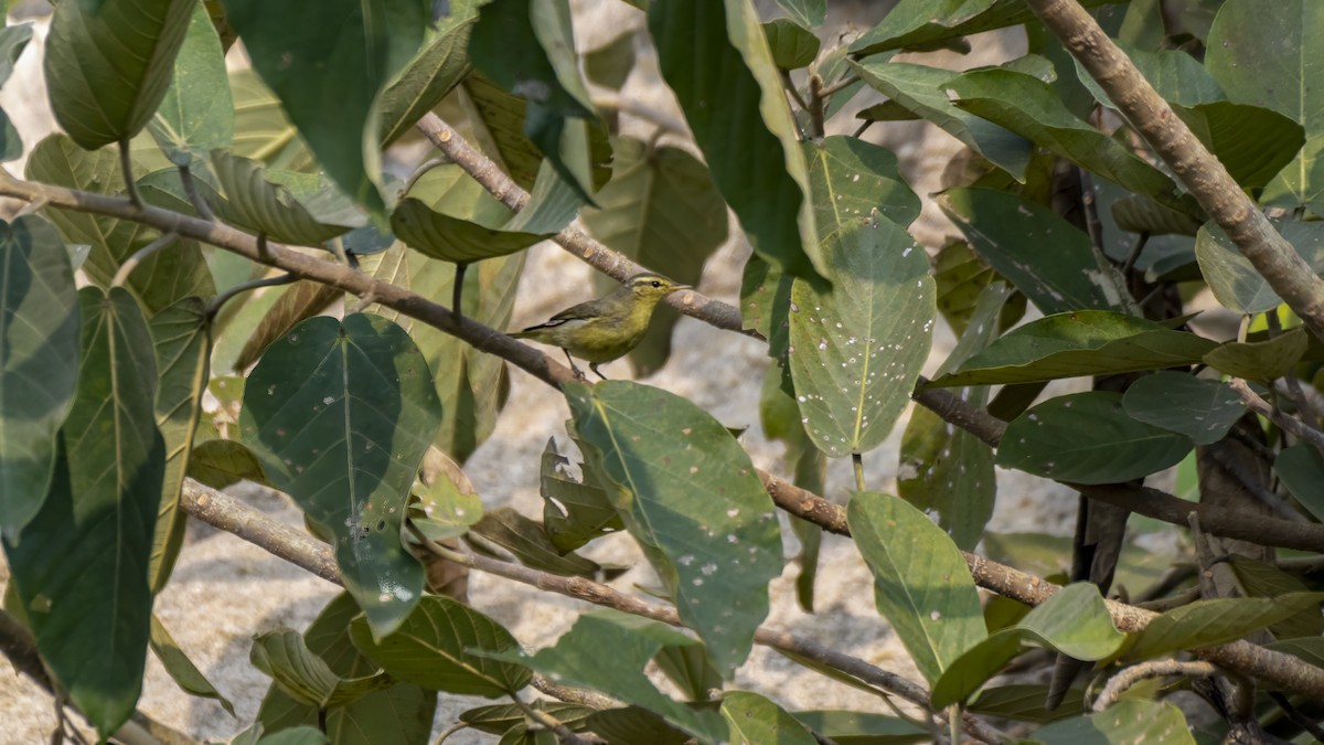 Tickell's Leaf Warbler - ML647387380