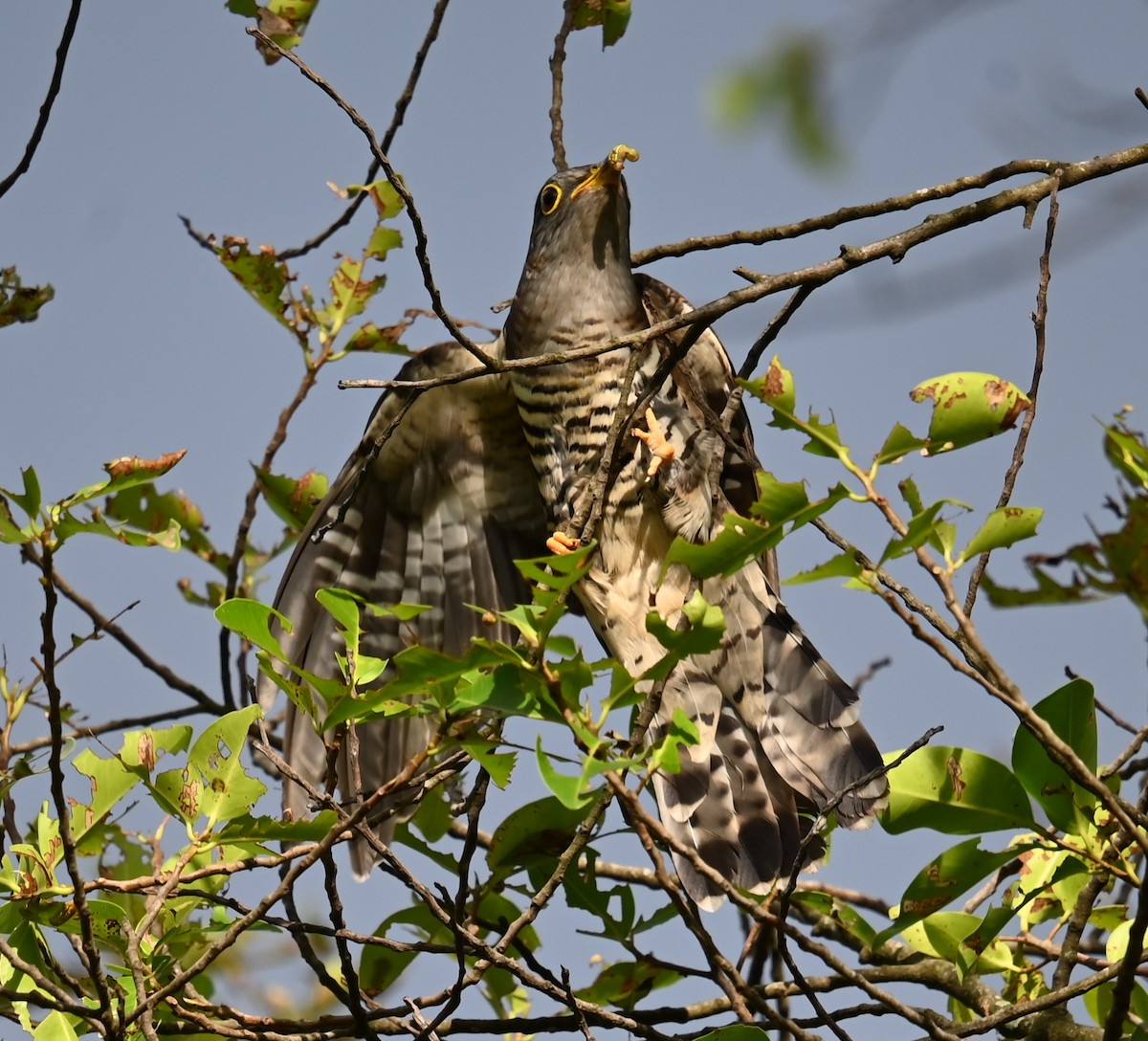 Indian Cuckoo - ML647387383