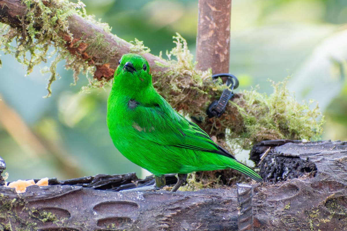 Glistening-green Tanager - ML647387386