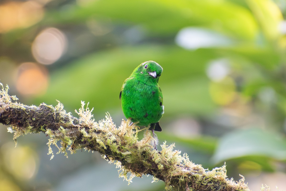 Glistening-green Tanager - ML647387387